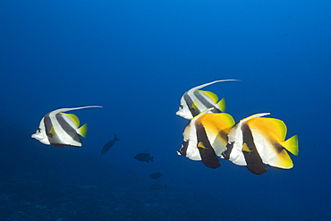 Masked Bannerfish and Pennant Bannerfish, Heniochus monoceros, South Male Atoll, Indian Ocean, Maldives