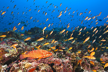 Coral Grouper in Coral Reef, Cephalopholis miniata, South Male Atoll, Indian Ocean, Maldives