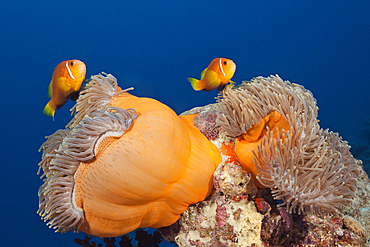 Maldives Anemonefish, Amphiprion nigripes, South Male Atoll, Indian Ocean, Maldives