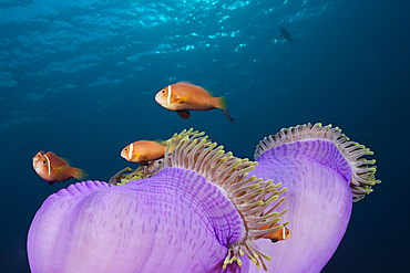 Maldives Anemonefish, Amphiprion nigripes, South Male Atoll, Indian Ocean, Maldives