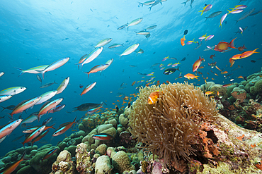 Maldives Anemonefish, Amphiprion nigripes, Rasdhoo Atoll, Indian Ocean, Maldives