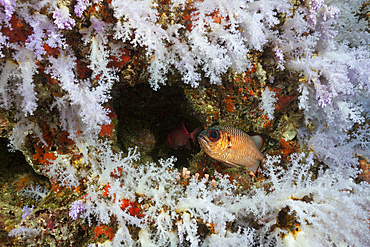 Colored Coral Reef, Ari Atoll, Indian Ocean, Maldives