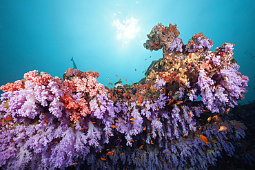 Colored Coral Reef, Ari Atoll, Indian Ocean, Maldives