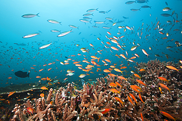 Lyretail Anthias, Pseudanthias squamipinnis, Ari Atoll, Indian Ocean, Maldives