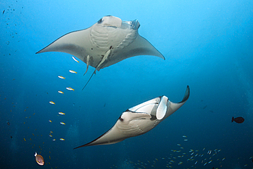 Reef Manta Ray, Manta alfredi, Ari Atoll, Indian Ocean, Maldives