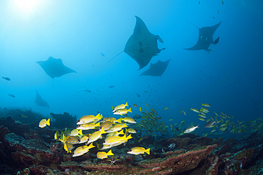 Reef Manta Ray, Manta alfredi, Ari Atoll, Indian Ocean, Maldives