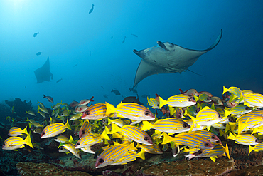 Reef Manta Ray, Manta alfredi, Ari Atoll, Indian Ocean, Maldives