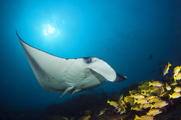 Reef Manta Ray, Manta alfredi, Ari Atoll, Indian Ocean, Maldives