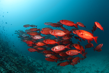 Shoal of Crescent-tail Bigeye, Priacanthus hamrur, Ari Atoll, Indian Ocean, Maldives