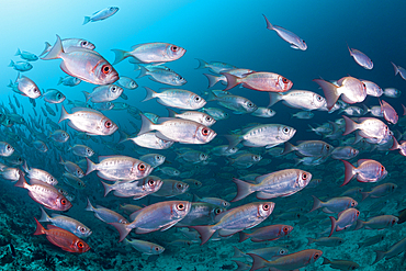 Shoal of Crescent-tail Bigeye, Priacanthus hamrur, Ari Atoll, Indian Ocean, Maldives