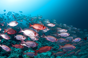 Shoal of Crescent-tail Bigeye, Priacanthus hamrur, Ari Atoll, Indian Ocean, Maldives