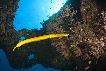 Yellow Trumpetfish, Aulostomus chinensis, Ari Atoll, Indian Ocean, Maldives