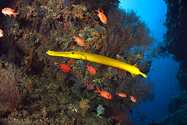 Yellow Trumpetfish, Aulostomus chinensis, Ari Atoll, Indian Ocean, Maldives