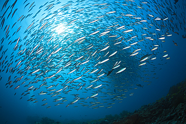 Shoal of Neon Fusilier, Pterocaesio tile, Ari Atoll, Indian Ocean, Maldives