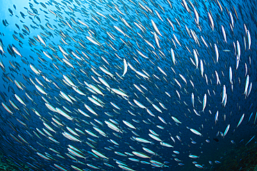 Shoal of Neon Fusilier, Pterocaesio tile, Ari Atoll, Indian Ocean, Maldives