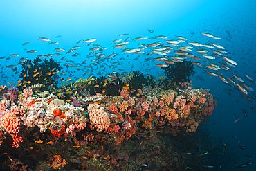 Colored Coral Reef, Ari Atoll, Indian Ocean, Maldives