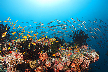 Colored Coral Reef, Ari Atoll, Indian Ocean, Maldives