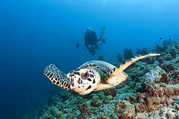 Hawksbill Sea Turtle, Eretmochelys imbricata, South Male Atoll, Indian Ocean, Maldives