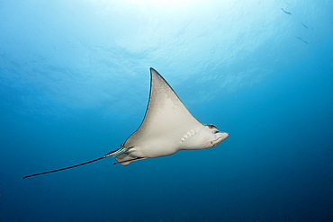 Spotted Eagle Ray, Aetobatus narinari, South Male Atoll, Indian Ocean, Maldives