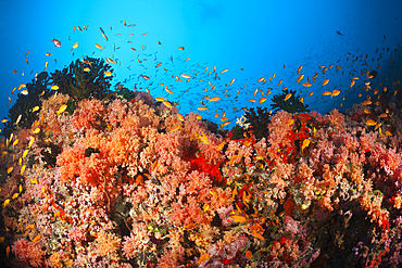 Colored Coral Reef, North Male Atoll, Indian Ocean, Maldives