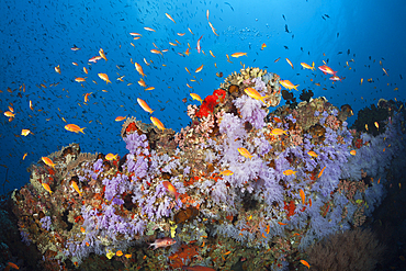 Colored Coral Reef, North Male Atoll, Indian Ocean, Maldives