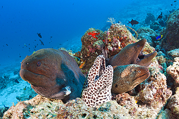 Giant Moray and Honeycomb Moray, Gymnothorax javanicus, Gymnothorax favagineus, North Male Atoll, Indian Ocean, Maldives