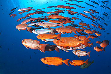 Shoal of Crescent-tail Bigeye, Priacanthus hamrur, North Male Atoll, Indian Ocean, Maldives