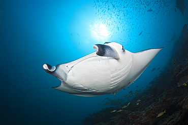 Reef Manta Ray, Manta alfredi, Ari Atoll, Indian Ocean, Maldives