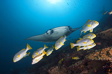 Reef Manta Ray, Manta alfredi, Ari Atoll, Indian Ocean, Maldives