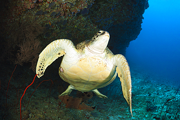 Green Sea Turtle, Chelonia mydas, North Male Atoll, Indian Ocean, Maldives