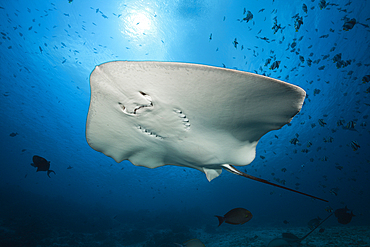 Pink Whipray, Pateobatis fai, North Male Atoll, Indian Ocean, Maldives