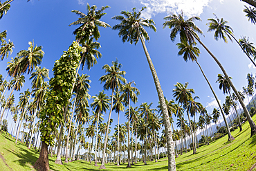 Palm Trees at the South Coast of Tahiti, Tahiti, French Polynesia