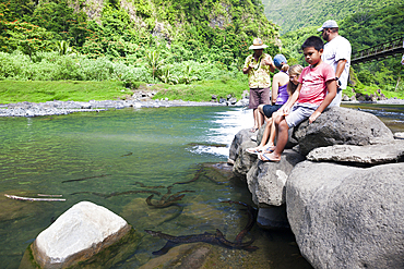 Freshwater Eels in Papenoo River, Tahiti, French Polynesia