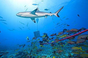 Grey Reef Shark at shark feeding, Carcharhinus amblyrhynchos, Tahiti, French Polynesia