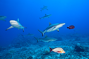 Pack of Grey Reef Shark, Carcharhinus amblyrhynchos, Tahiti, French Polynesia