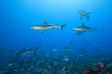 Pack of Grey Reef Shark, Carcharhinus amblyrhynchos, Tahiti, French Polynesia