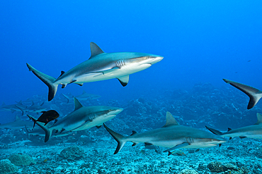 Pack of Grey Reef Shark, Carcharhinus amblyrhynchos, Tahiti, French Polynesia