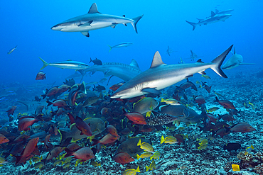 Pack of Grey Reef Shark, Carcharhinus amblyrhynchos, Tahiti, French Polynesia