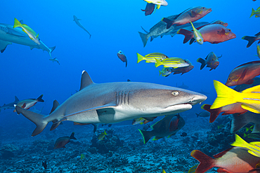 Grey Reef Shark, Carcharhinus amblyrhynchos, Tahiti, French Polynesia