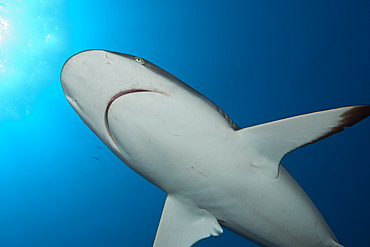 Grey Reef Shark, Carcharhinus amblyrhynchos, Tahiti, French Polynesia