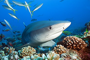 Tiger Shark, Galeocerdo cuvier, Tahiti, French Polynesia