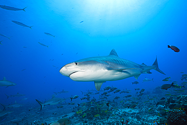 Tiger Shark, Galeocerdo cuvier, Tahiti, French Polynesia