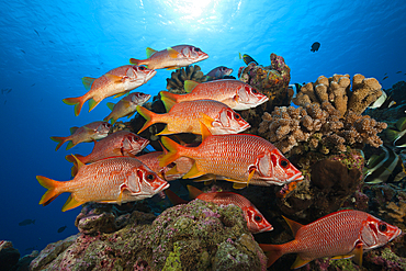 Shoal of Longjawed Squirrelfish, Ahe Atoll, Tuamotu Archipel, French Polynesia