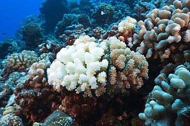 Coral Bleaching, Ahe Atoll, Tuamotu Archipel, French Polynesia