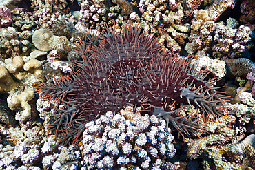 Crown-of-Thorn Starfish, Acanthaster placi, Ahe Atoll, Tuamotu Archipel, French Polynesia