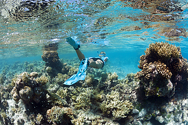 Snorkeling at French Polynesia, Apataki Atoll, Tuamotu Archipel, French Polynesia