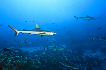 Grey Reef Shark, Carcharhinus amblyrhynchos, Fakarava, Tuamotu Archipel, French Polynesia