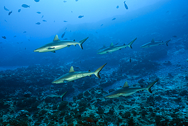 Grey Reef Shark, Carcharhinus amblyrhynchos, Fakarava, Tuamotu Archipel, French Polynesia