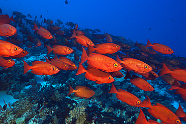 Shoal of Crescent-tail Bigeye, Priacanthus hamrur, Fakarava, Tuamotu Archipel, French Polynesia