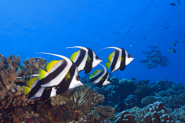 Shoal of Longfin Bannerfish, Heniochus acuminatus, Fakarava, Tuamotu Archipel, French Polynesia